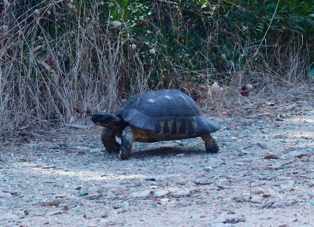 Testudo marginata in Sardegna